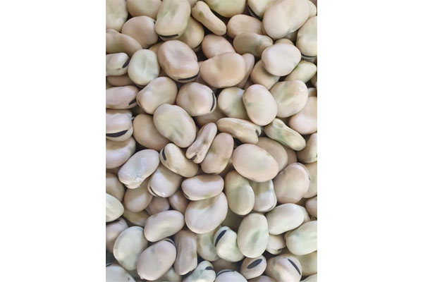 Fava beans