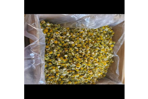 chamomile