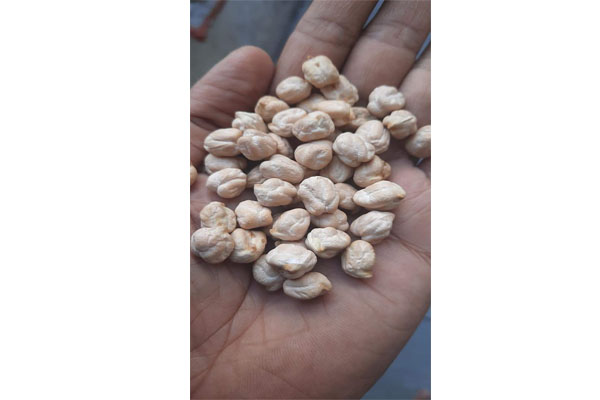 chickpeas