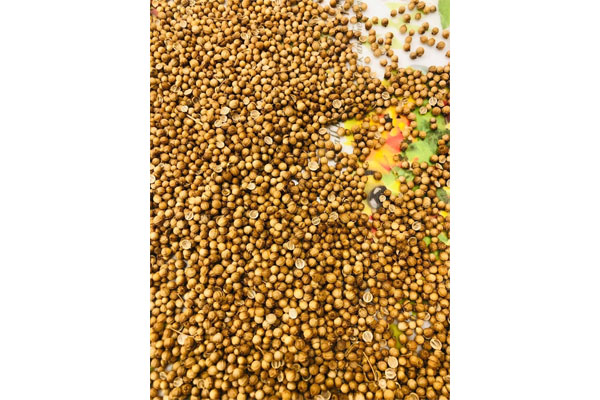 coriander