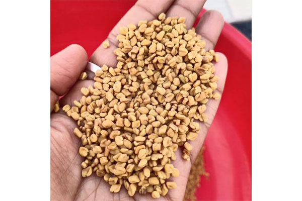fenugreek2