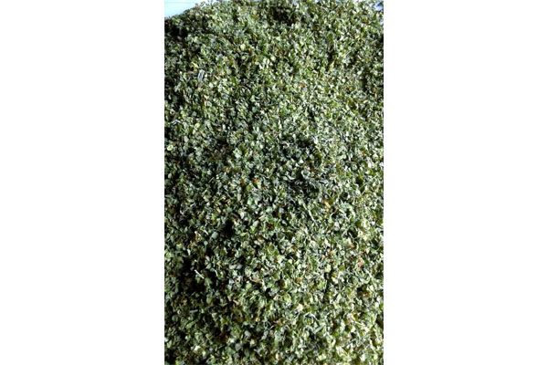 marjoram