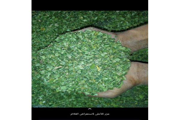 moringa