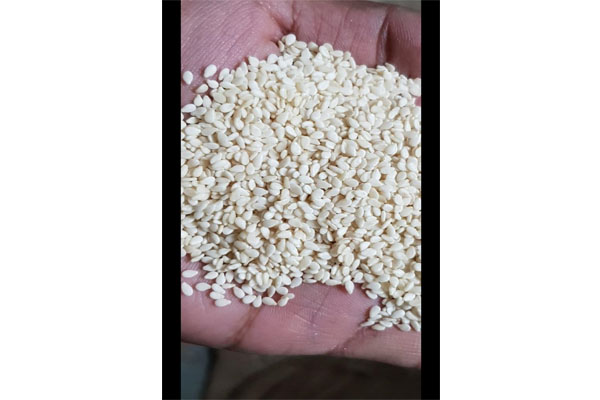 sesame