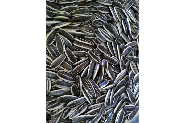 sunflower seeds